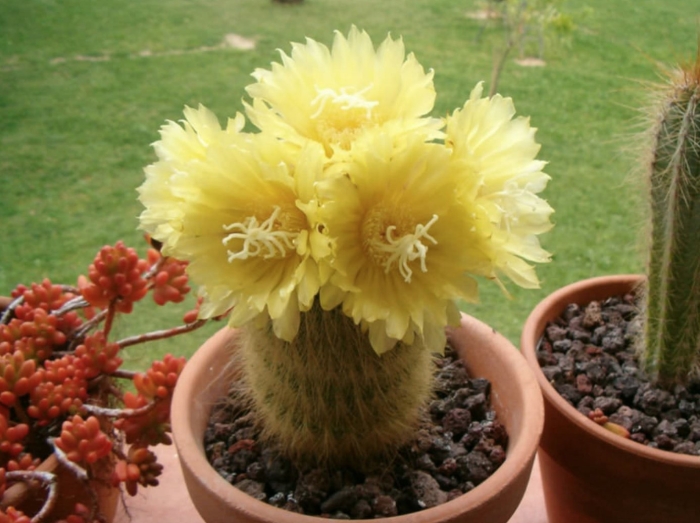 Кактус растение