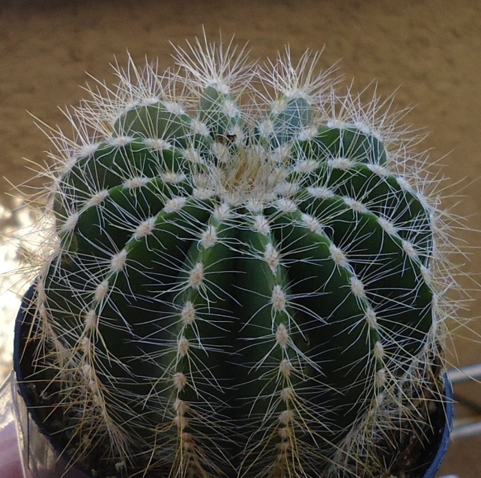 Кактус нотокактус магнификус