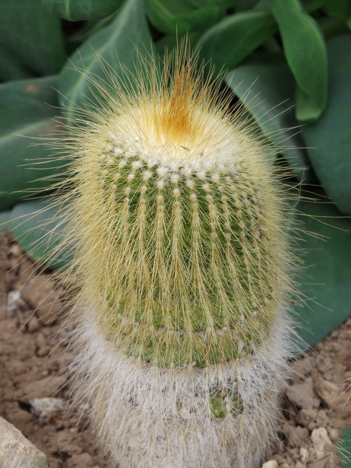 Нотокактус ленингхауза