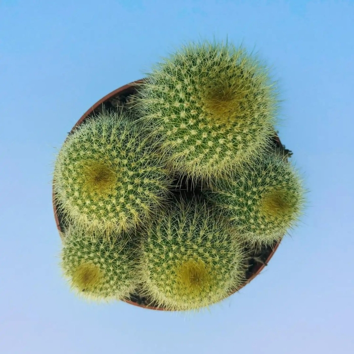 Кактус parodia warasii