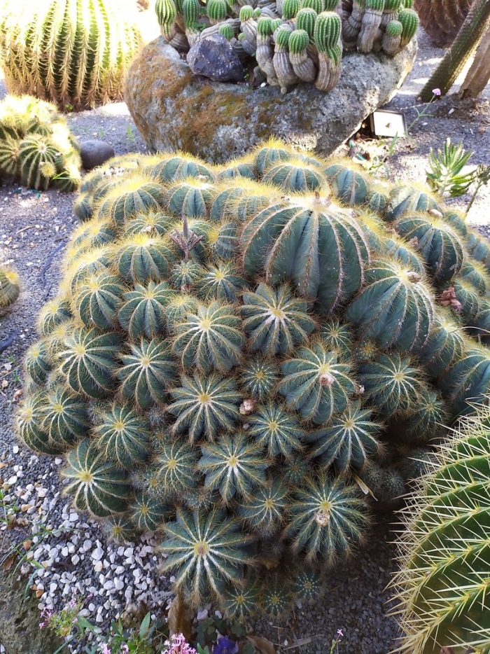 Кактус пародия магнифика