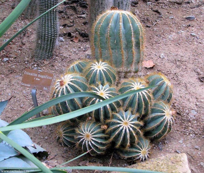 Кактус parodia magnifica