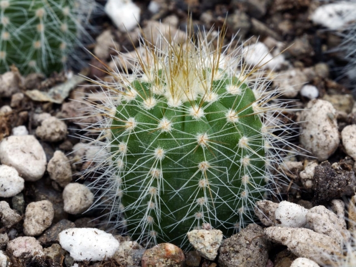 Кактус суккулент трихоцереус