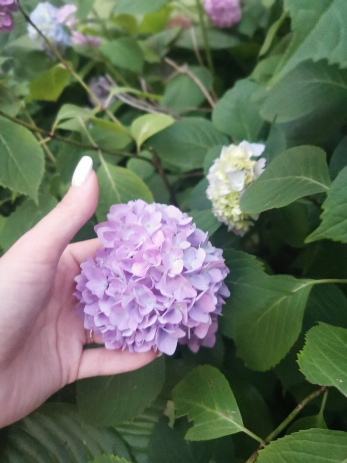 Гортензия миранда