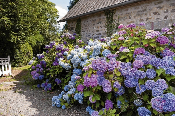 Гортензия крупнолистная боденси