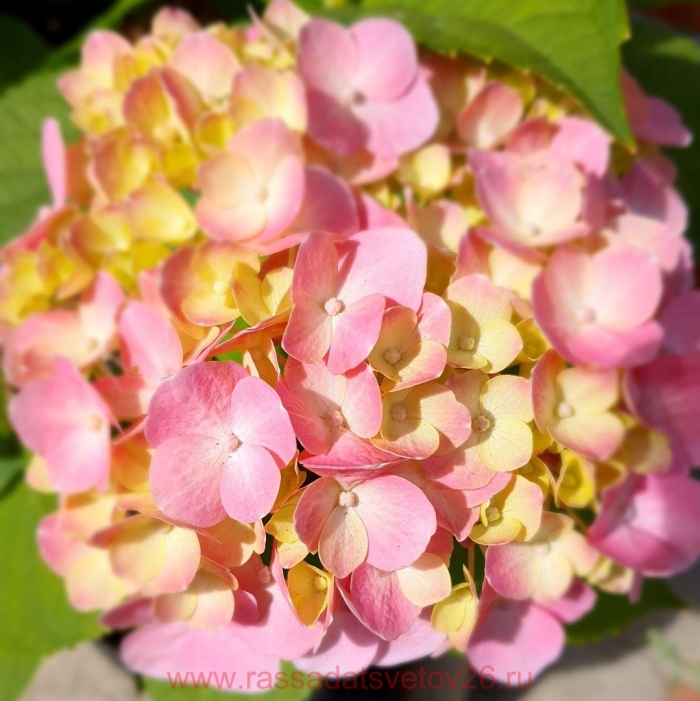 Гортензия so long rosy