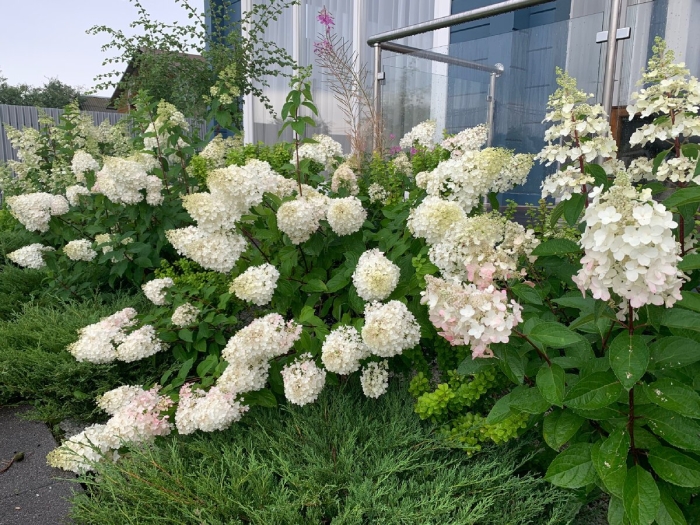 Метельчатая гортензия лаймлайт