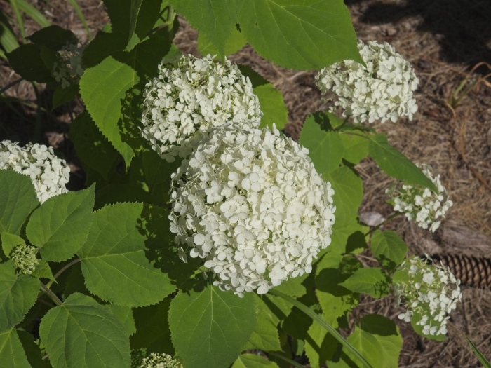 Гортензия древовидная белла анна