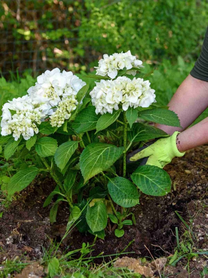 Земля для гортензии