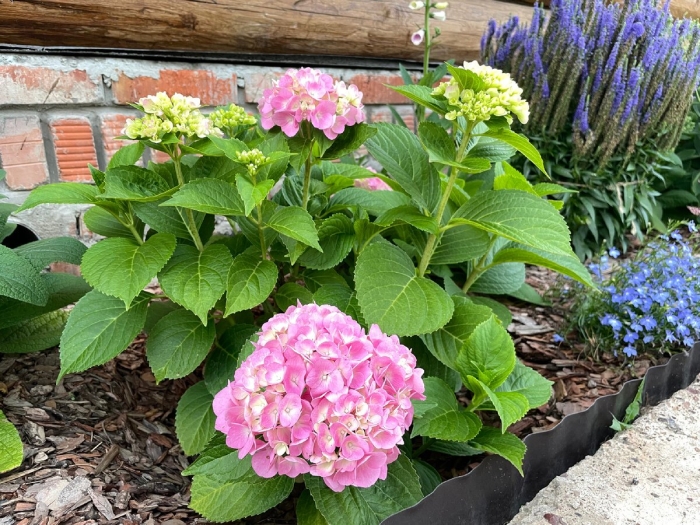 Гортензия тиволи крупнолистная