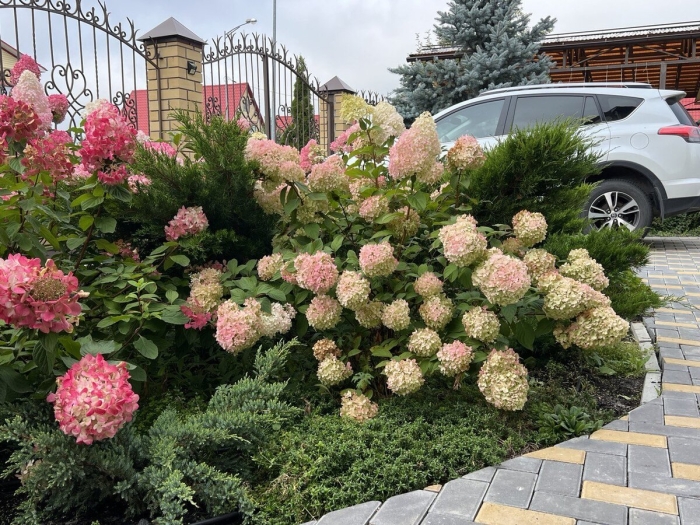 Гортензия диамантино