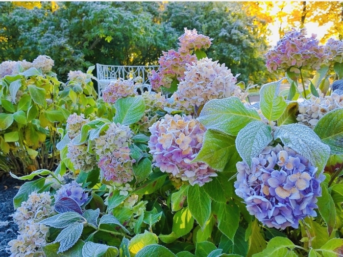 Крупнолистовая гортензия