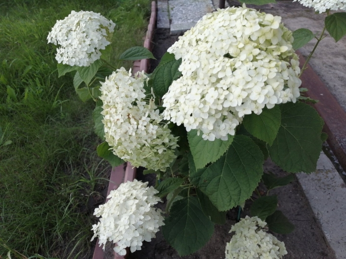 Гортензия древовидная стронг анабель