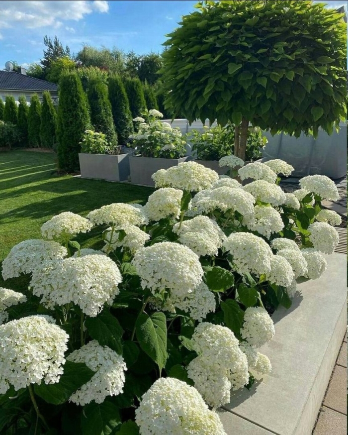 Гортензия древовидная инвинсибел