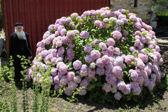 Гортензия мечельтовая садовая
