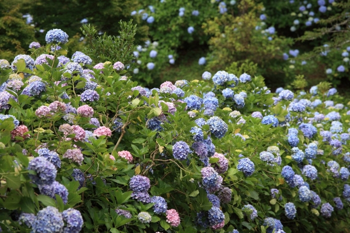 Гортензии куст