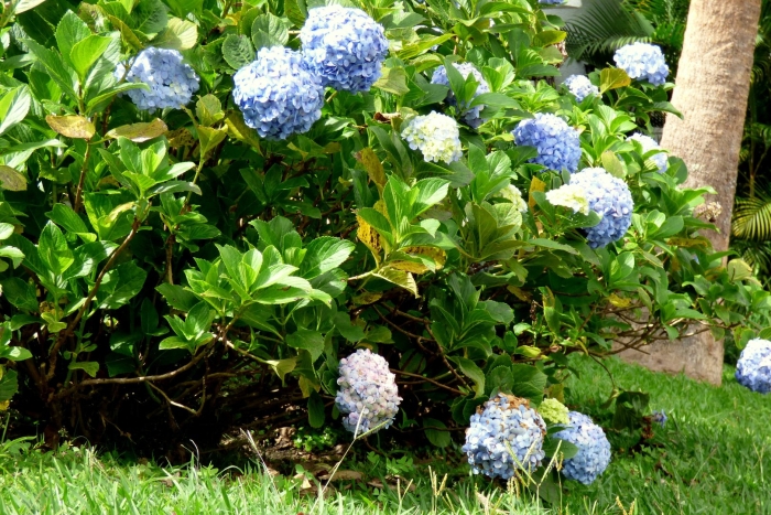 Hydrangea macrophylla