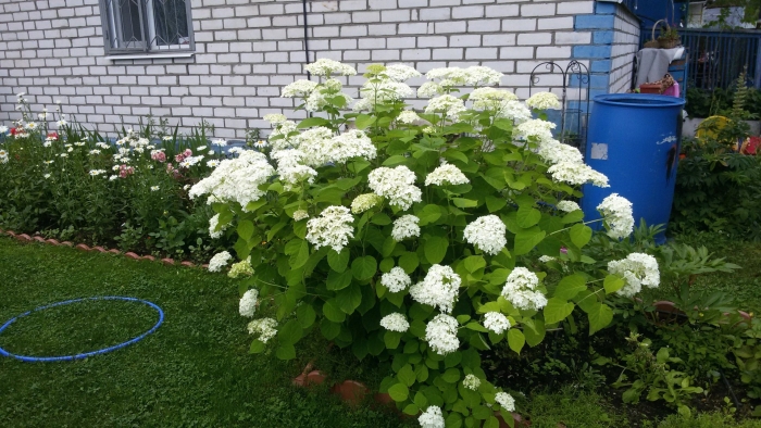 Гортензия древовидная белая