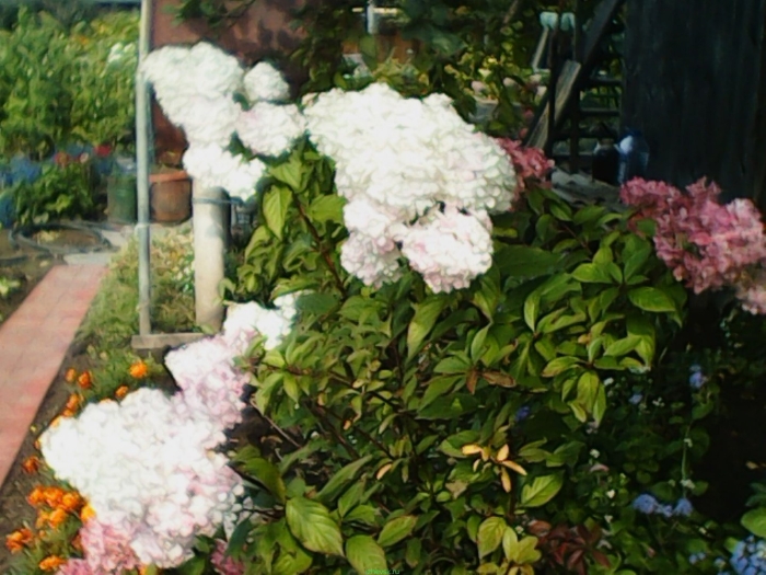Гортензии в саду