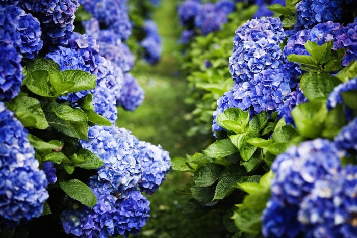 Гортензия голубая морозостойкая