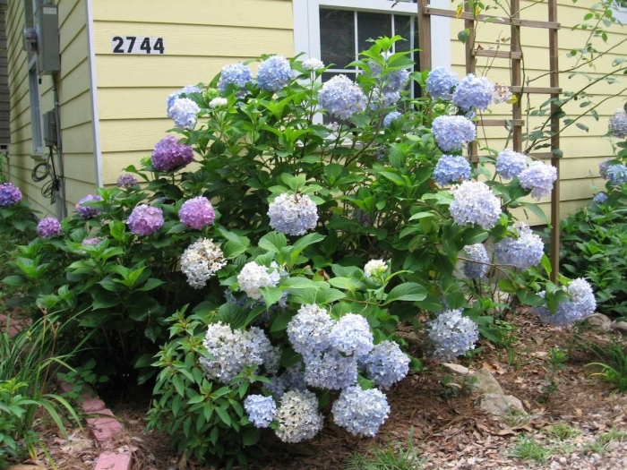 Гортензия килиманджаро