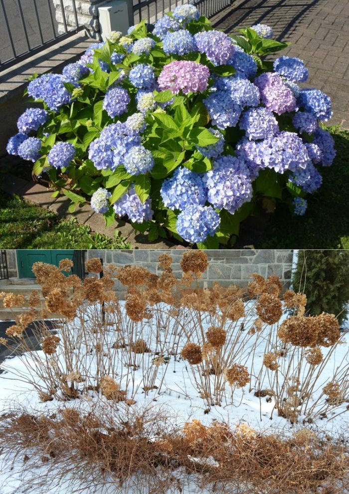 Гортензия древовидная крупнолистная