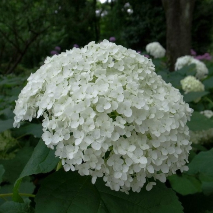 Гортензия древовидная стерилис