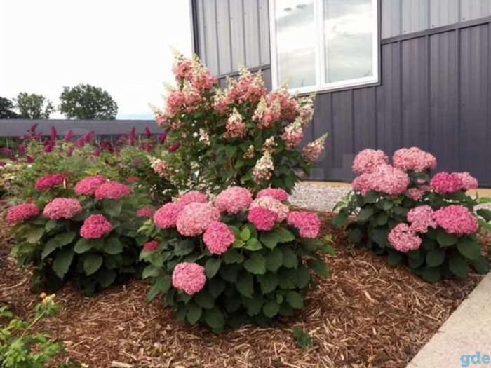 Гортензия древовидная пинк аннабель