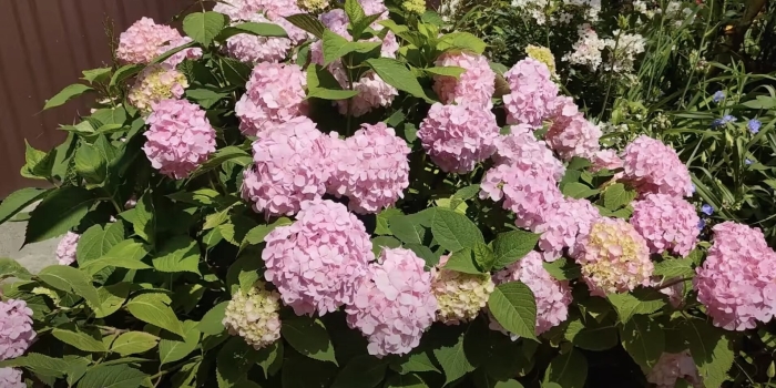 Гортензия крупнолистная эндлесс саммер