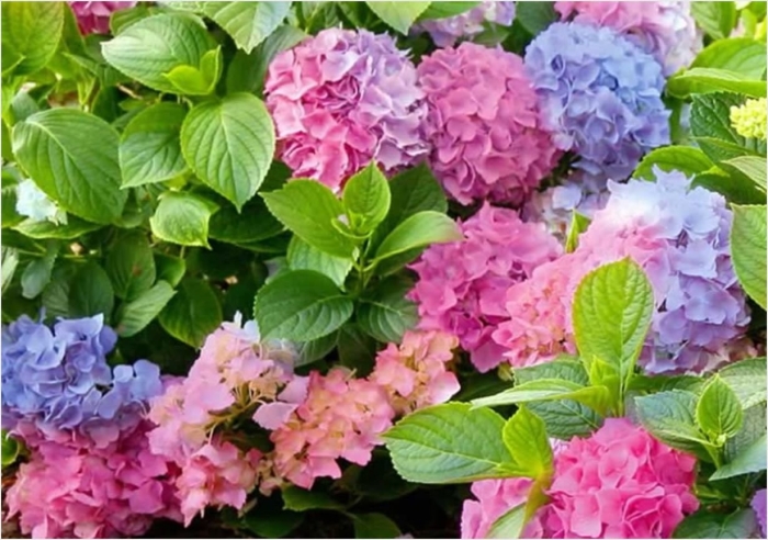 Гортензия крупнолистная дримин