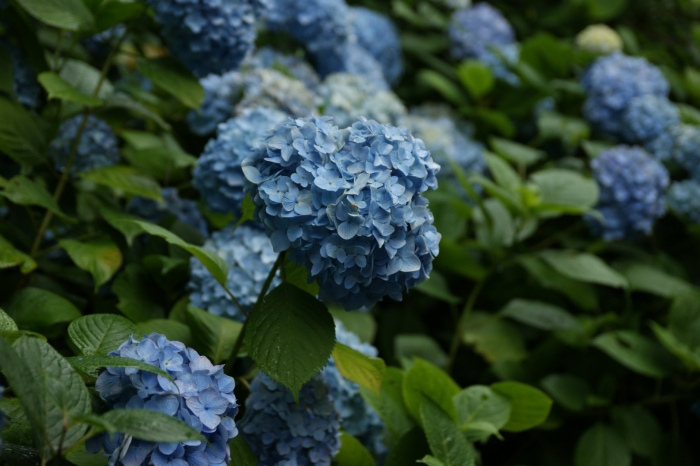 Гортензия крупнолистная соцветия