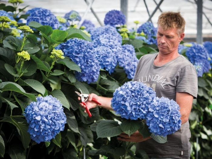 Крупнолистная гортензия