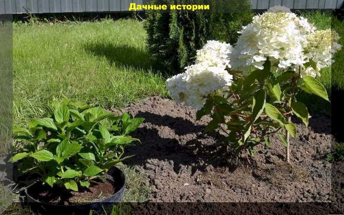 Гортензия метельчатая framboisine