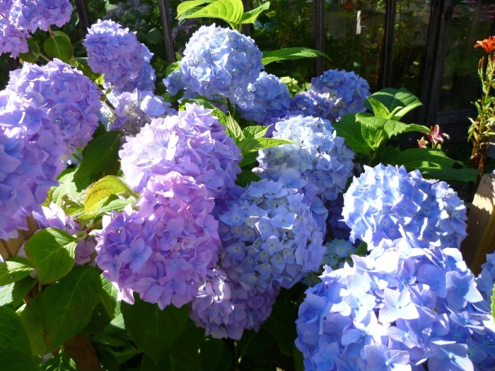 Гортензия крупнолистная никко блю