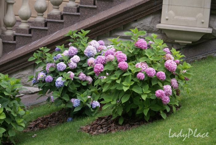 Гортензии садовые