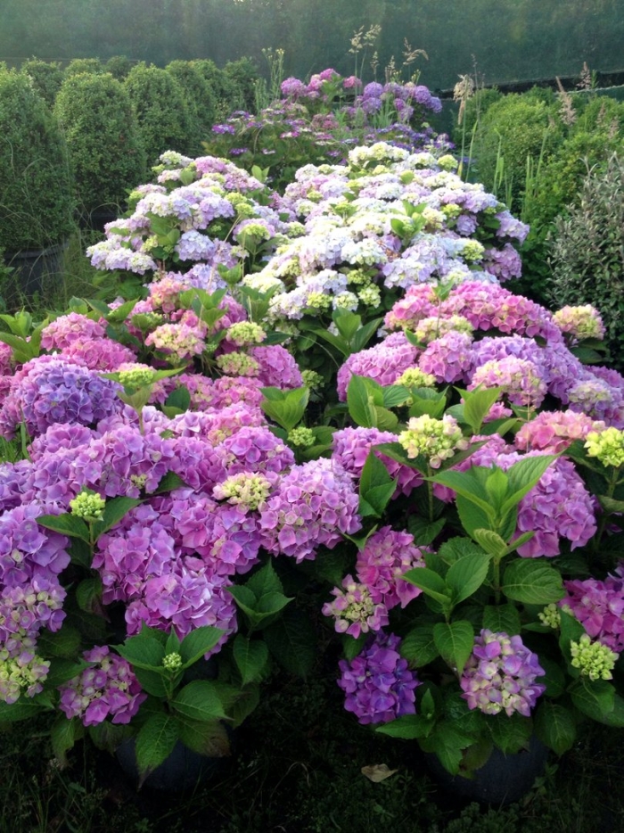Гортензия гидрангея