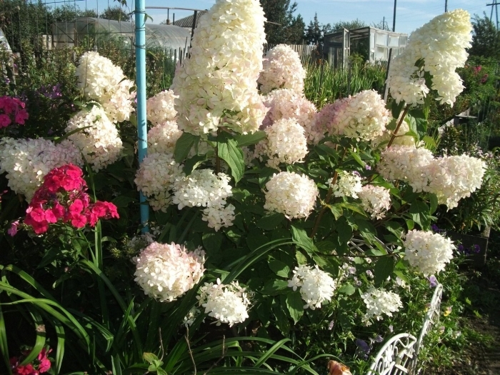 Гортензия метельчатая уайтлайт