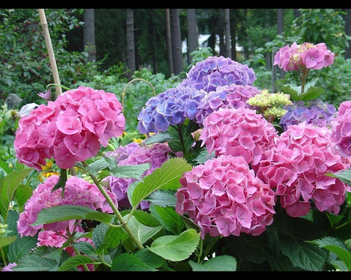Гортензия крупнолистная саммер