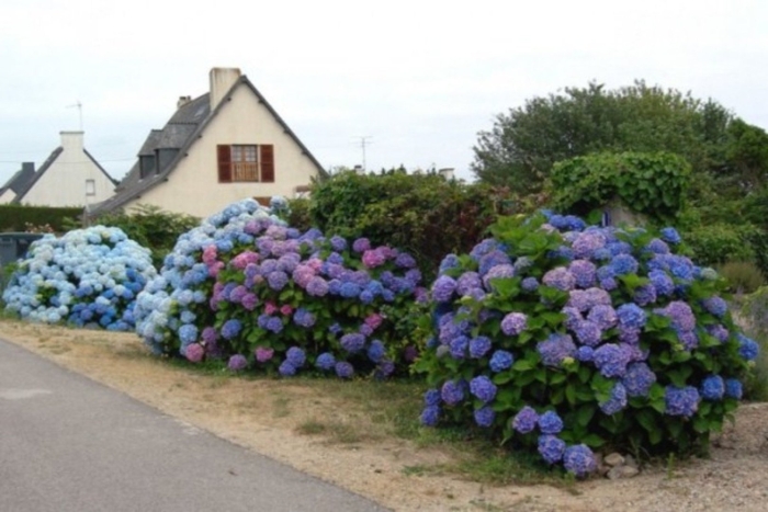 Гортензия крупнолистная рената