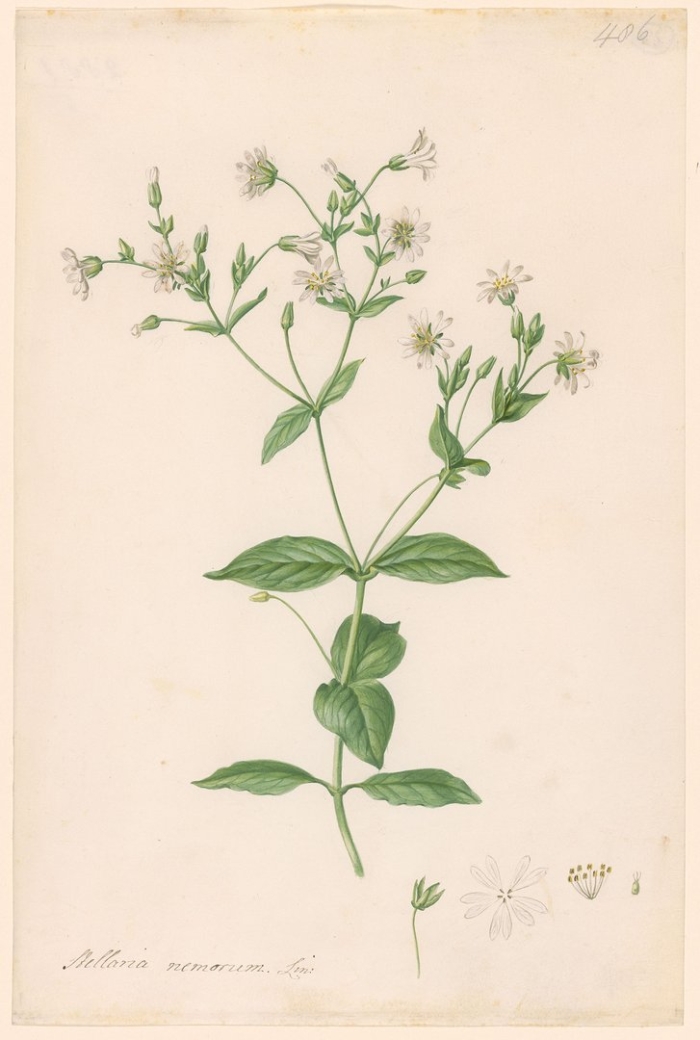 Ботаническая иллюстрация