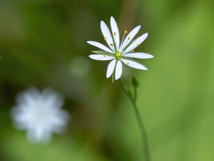 Звездчатка злаковая