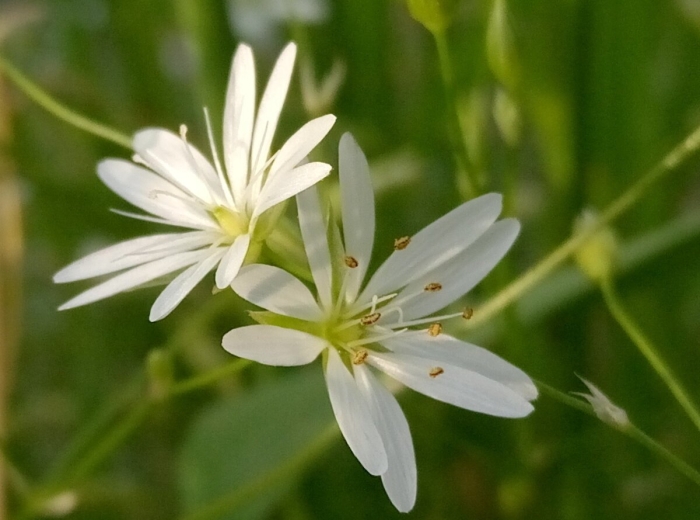Звездчатка болотная stellária palústris