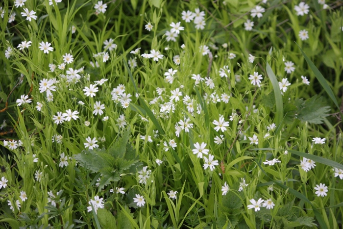 Звездчатка болотная stellária palústris