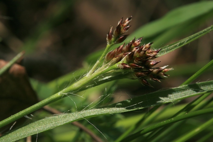Ожика многоцветковая (luzula multiflora)