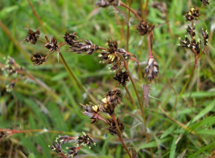 Ожика волосистая (luzula pilosa)