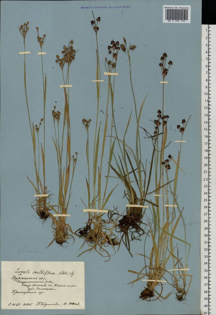 Ожика многоцветковая