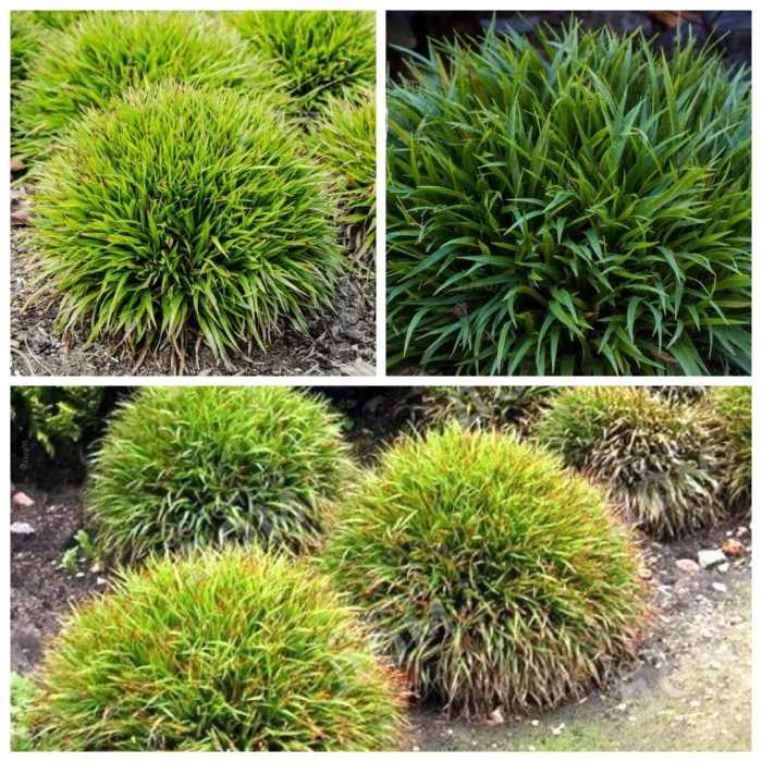 Ожика игель