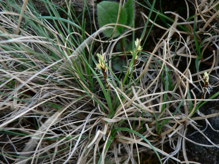 Осока скальная
