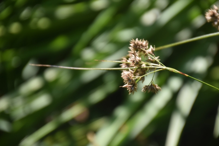 Juncus effusus