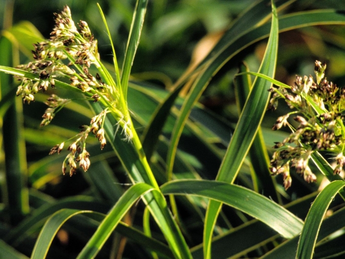 Ожика лесная marginata